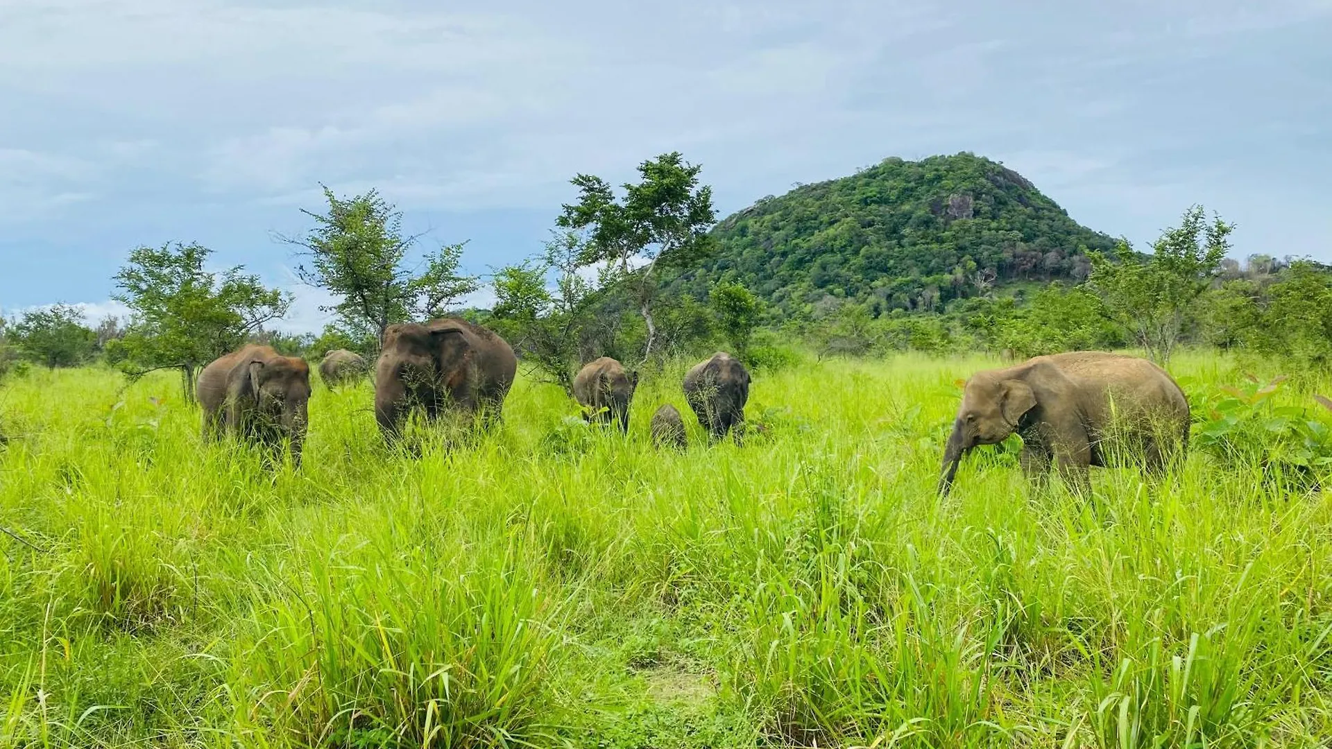 Minneriya Jeep Safari Habarana Sri Lanka